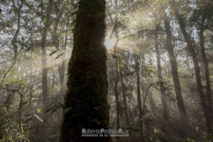 Cloud forests, home to these beautiful plants