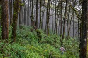 Lush Cloud forest due to the abundant rains