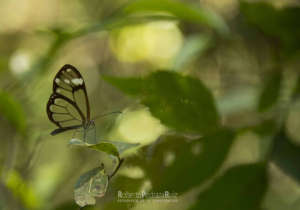 The glasswinged butterfly