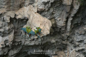 Two pairs of military macaws vying for a perch
