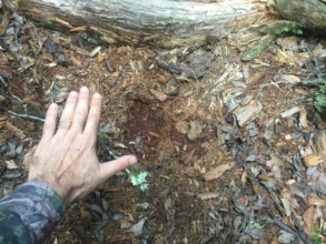 Fresh jaguar territorial markings
