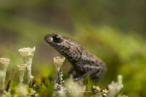 Leprous False Brook Salamander