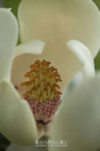 Magnolia pedrazae, named after our photographer!