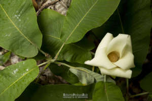 Magnolia rzedowskiana, unique to the Sierra Gorda