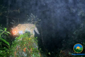 Image captured by our Camera Traps