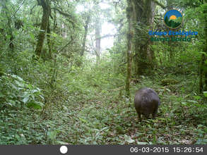 collared peccary