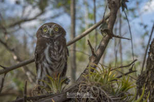 The Ferruginous Pygmy Owl. Can you hold its gaze?