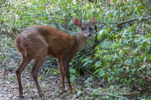 Temazate Deer