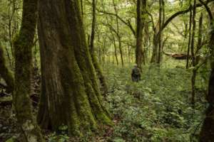 The place where we found the ancient cedar