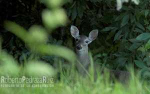 White-tailed deer