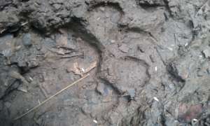 jaguar track