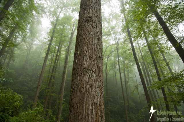 Protecting Wild Cat Habitat