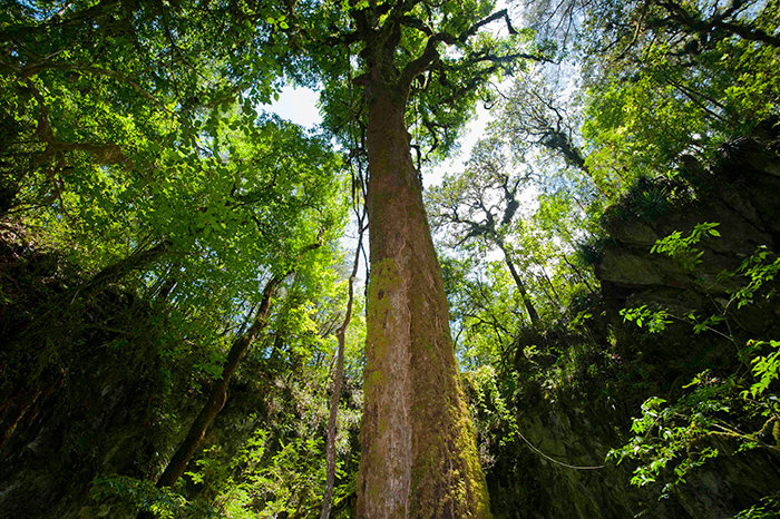 Protecting Wild Cat Habitat