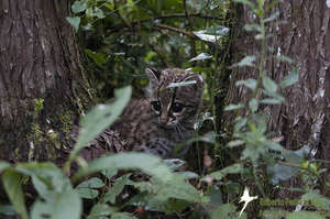 Margay in its natural habitat