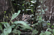 Protecting Wild Cat Habitat