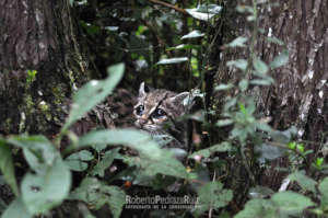 Protecting Wild Cat Habitat