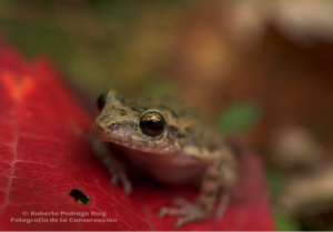 A tree frog in the Sierra Gorda