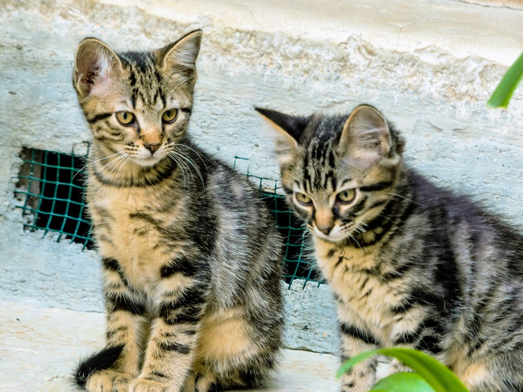 Help Beth And Her Rescue Animals Flee Violence