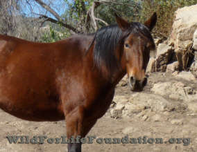 Cochise