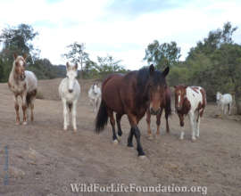 Rescued Navajo Mustangs
