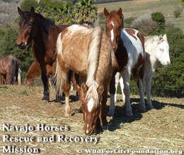 Cochise, Nikita, Sunfire and Istas