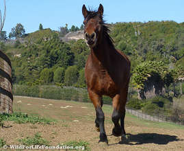 Cochise runs to meet his family