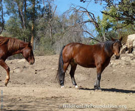 Cochise and Poncho