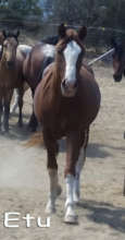 Navajo colt youngster