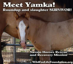 Yamka