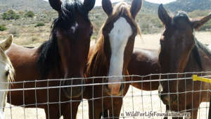 Mustang colts