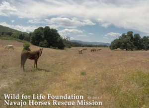 WFRLF Navajo Mustangs Rescue Mission 2017
