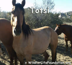 Totsi, a rescued Navajo Mustang mare