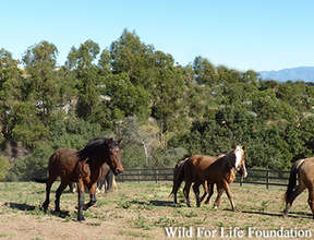 RescuedHerd running free in WFLF sanctuary pasture
