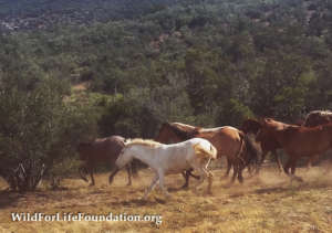 Rescued Navajo Mustangs