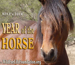 WFLF's Year of the Horse