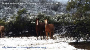 Rescued Navajo horses Dec 2016