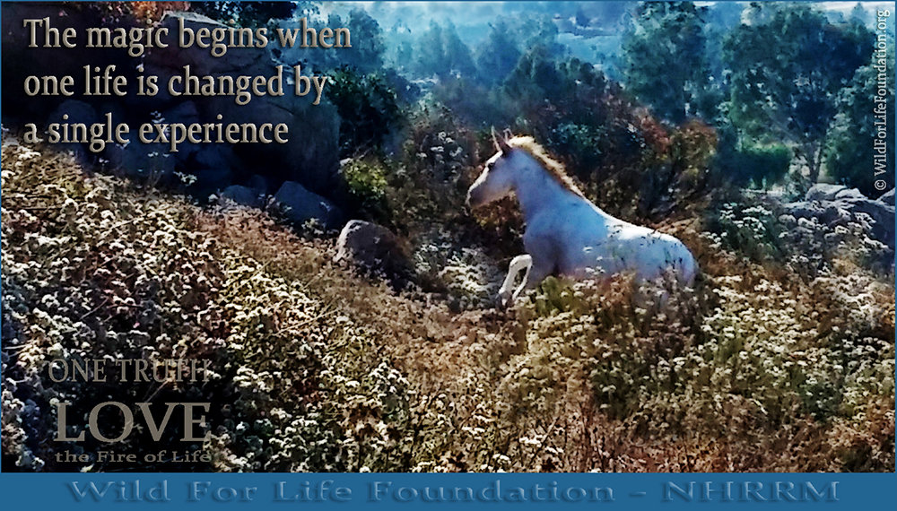 Wild Horse & Burro Rescue & Sanctuary Mission