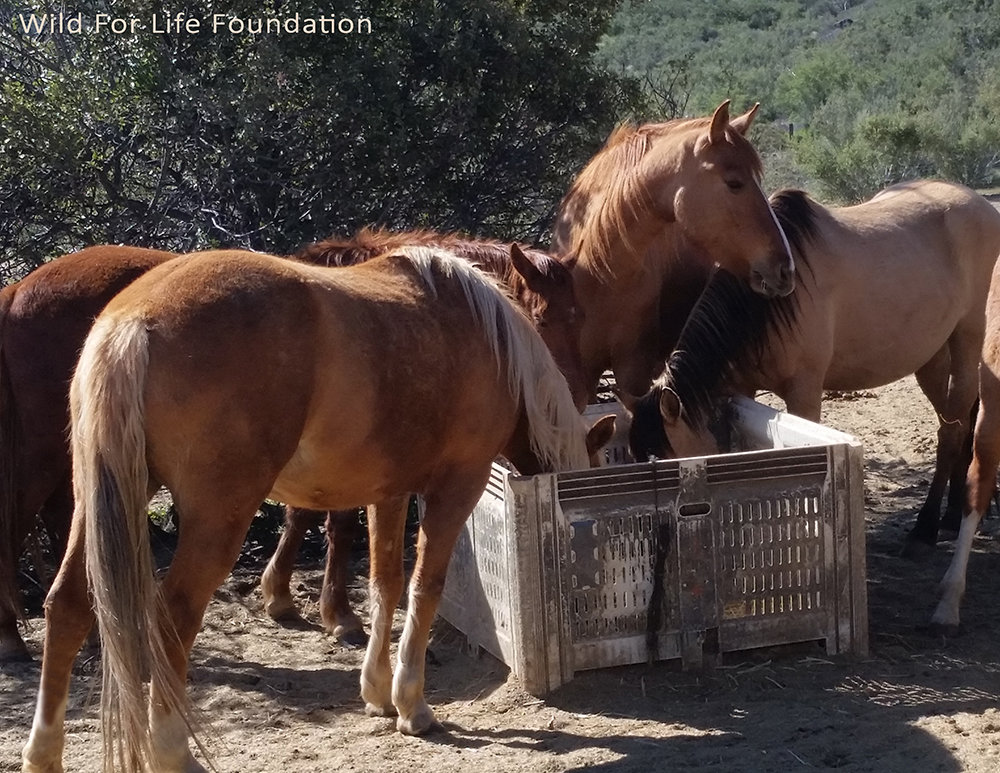 Wild Horse & Burro Rescue & Sanctuary Mission