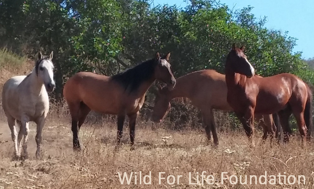 Wild Horse & Burro Rescue & Sanctuary Mission