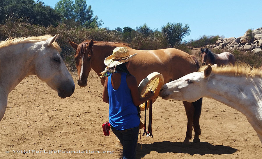 Wild Horse & Burro Rescue & Sanctuary Mission