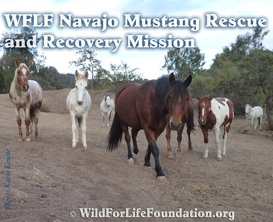 Wild Horse & Burro Rescue & Sanctuary Mission
