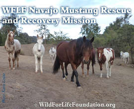 Navajo Horses Rescue and Recovery Mission