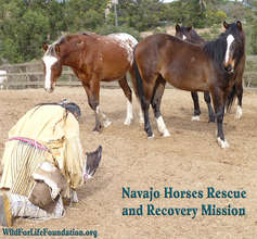 Blessings and Honor for Navajo Mustangs