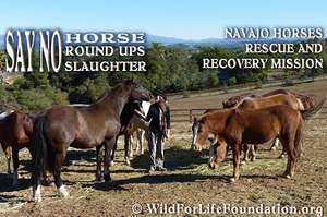 Say NO to roundups and slaughter