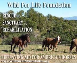 Lifesaving Aid for America's imperiled Horses