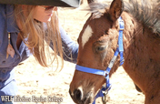 Navajo Horses Rescue and Recovery Mission