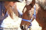 Wild Horse & Burro Rescue & Sanctuary Mission