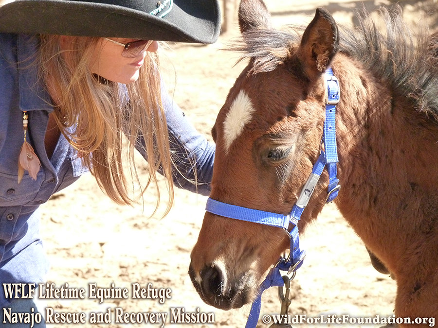 Navajo Horses Rescue and Recovery Mission