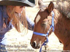 Wild Horse & Burro Rescue & Sanctuary Mission