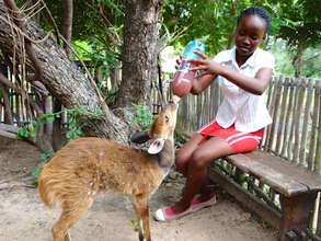 Feeding Maxi, the bushbuck